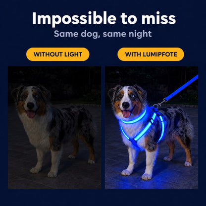 LumiPfote