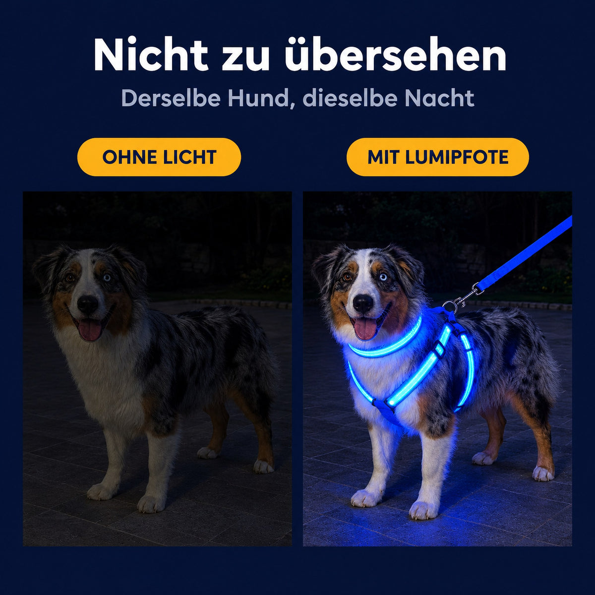 LumiPfote