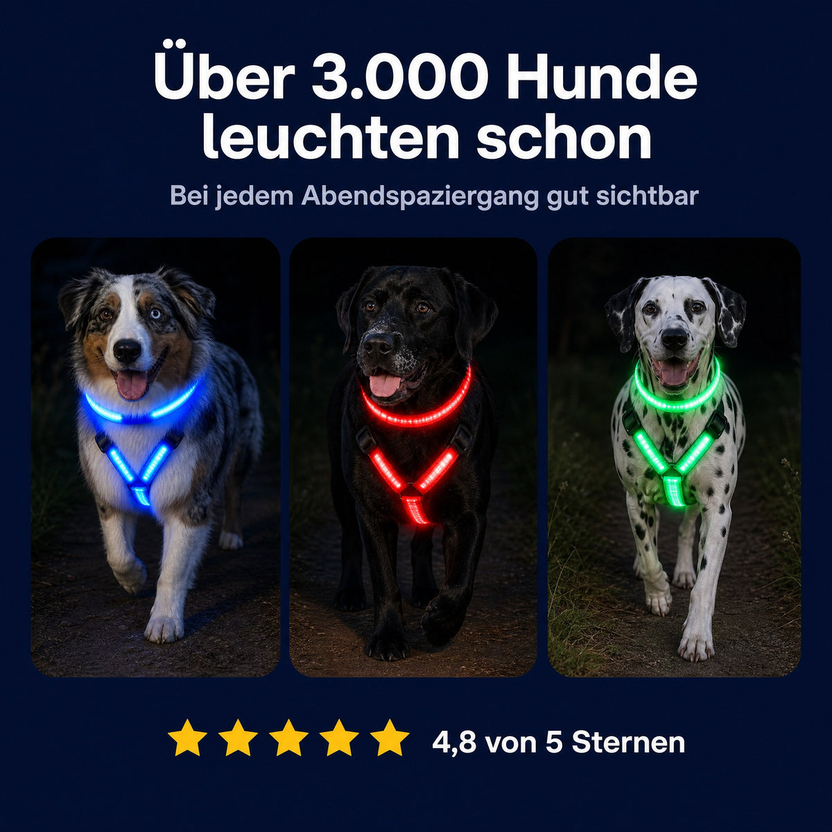 LumiPfote